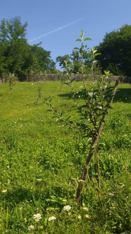 Apartament La Curtea Argeseana Valea Iasului Zewnętrze zdjęcie